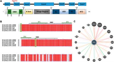 Case Report: Severe Gonadal Dysgenesis Causing 46,XY Disorder of Sex Development Due to a Novel NR5A1 Variant